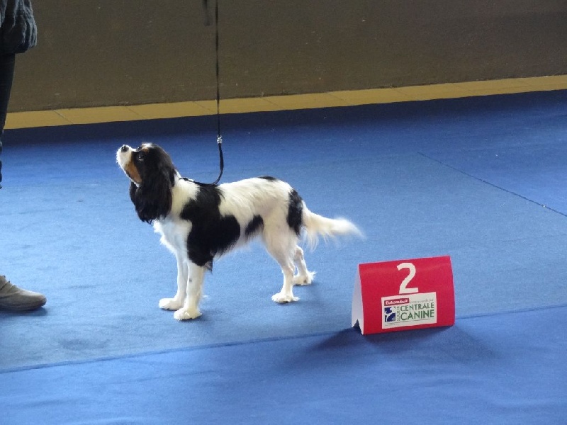 Izzy beauty Des Petits Artistes - 2ème Très Prometteur