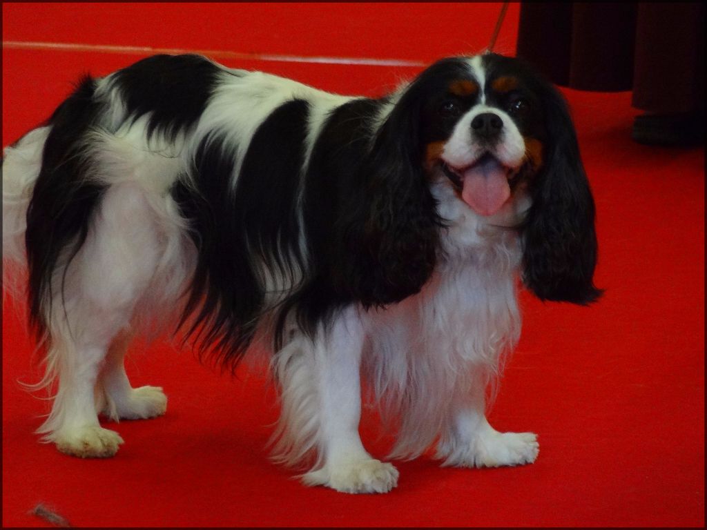 Izzy beauty Des Petits Artistes - 2ème excellente RCACS