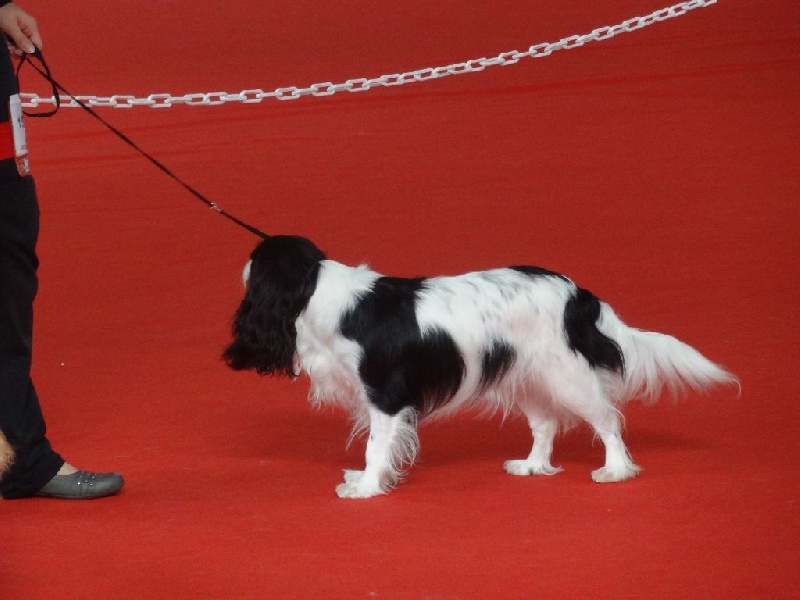 Izzy beauty Des Petits Artistes - 1ère excellente CACS en classe Intermédiaire