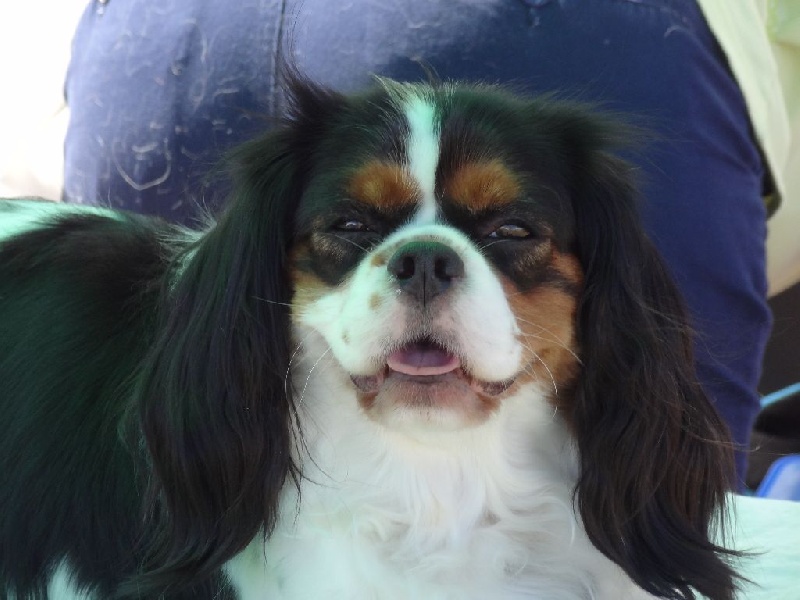 Joyce Des Petits Artistes - 1ère excellente