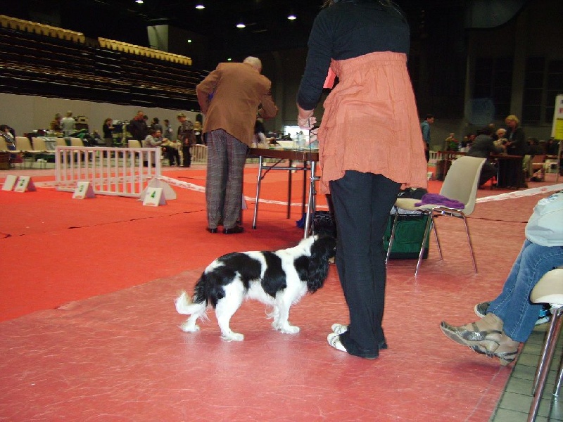 Ficelle (Sans Affixe) - 1 ère Très Bon en classe Intermédiaire