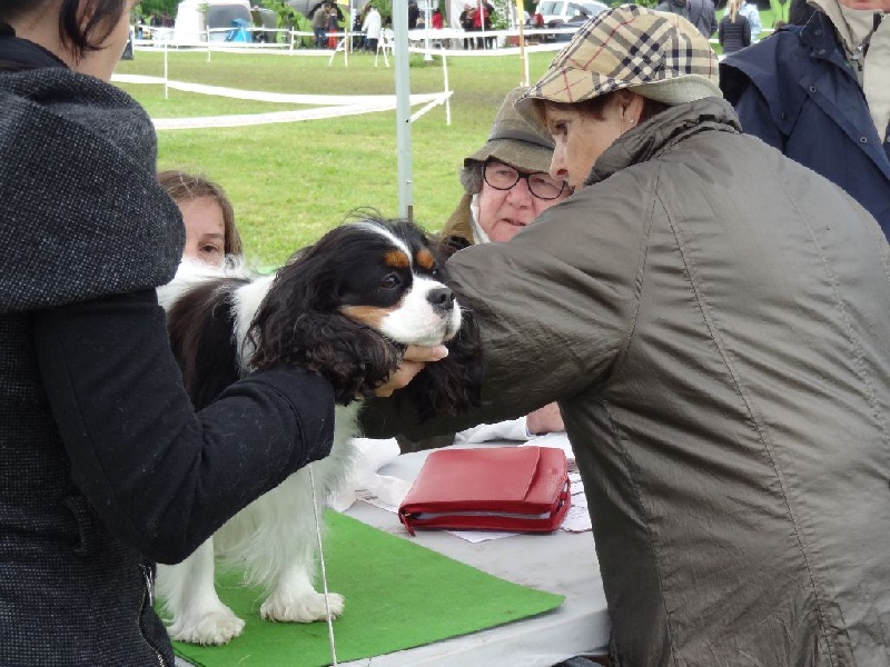 Izzy beauty Des Petits Artistes - 3 ème Très Bon ( 4 mois après sa portée)