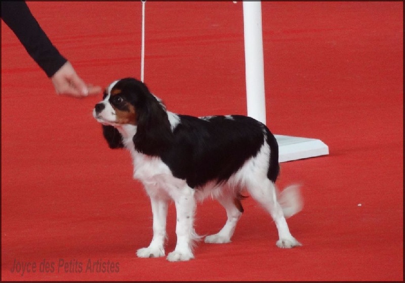 Joyce Des Petits Artistes - Très Prometteur en classe Puppy