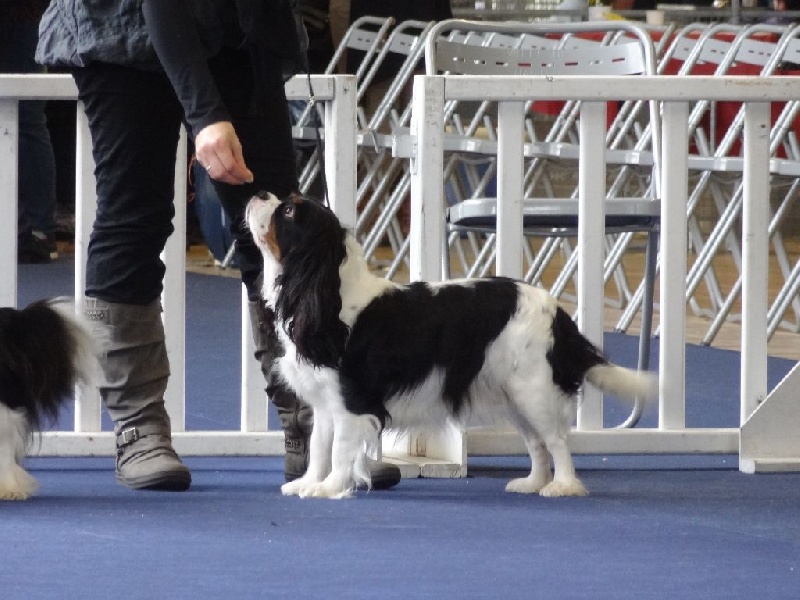 Ficelle (Sans Affixe) - 4 ème excellente en classe ouverte