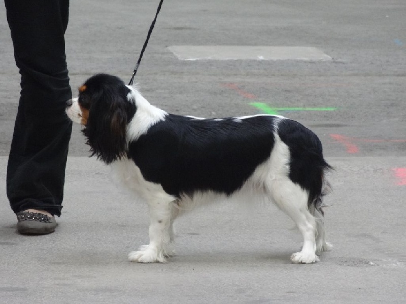 Joyce Des Petits Artistes - 1 ère excellente + Meilleur Jeune