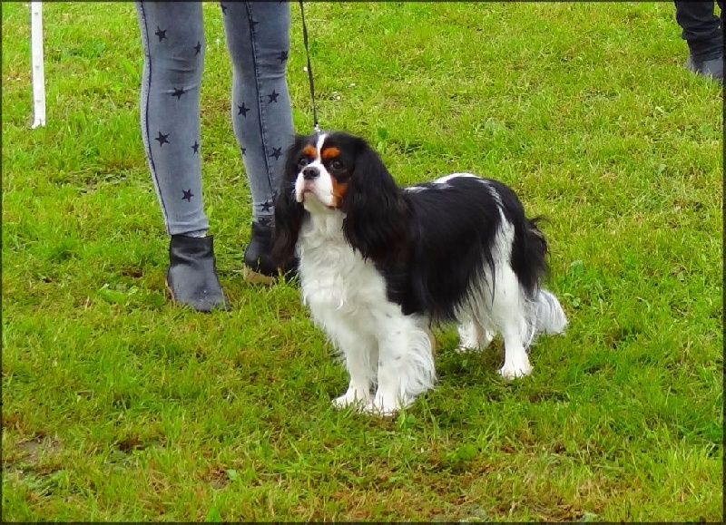 Joyce Des Petits Artistes - 1 ère excellente CACS