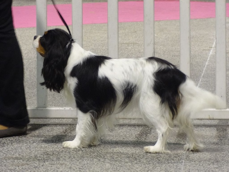 Izzy beauty Des Petits Artistes - 4 ème excellente en classe Intermédiaire