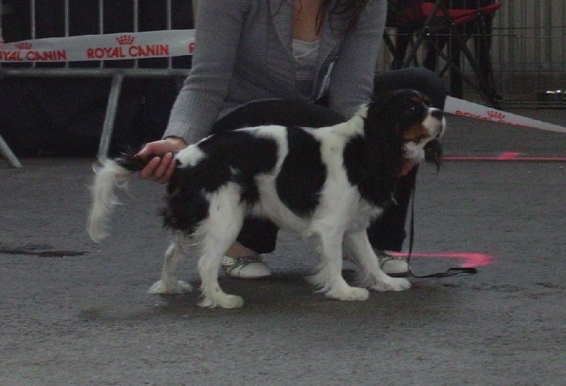 Ficelle (Sans Affixe) - 1ère excellente en classe jeune.