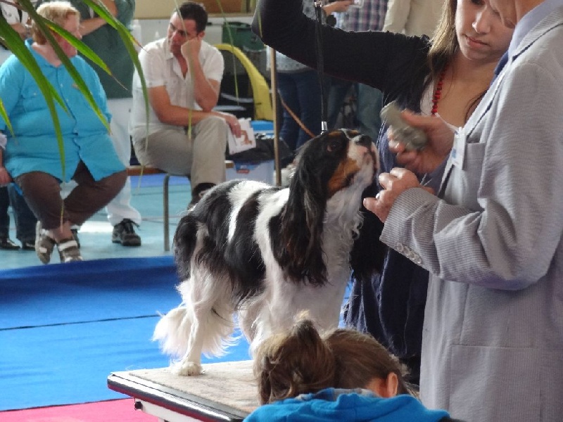 Ficelle (Sans Affixe) - 2ème excellente en classe intermédiaire