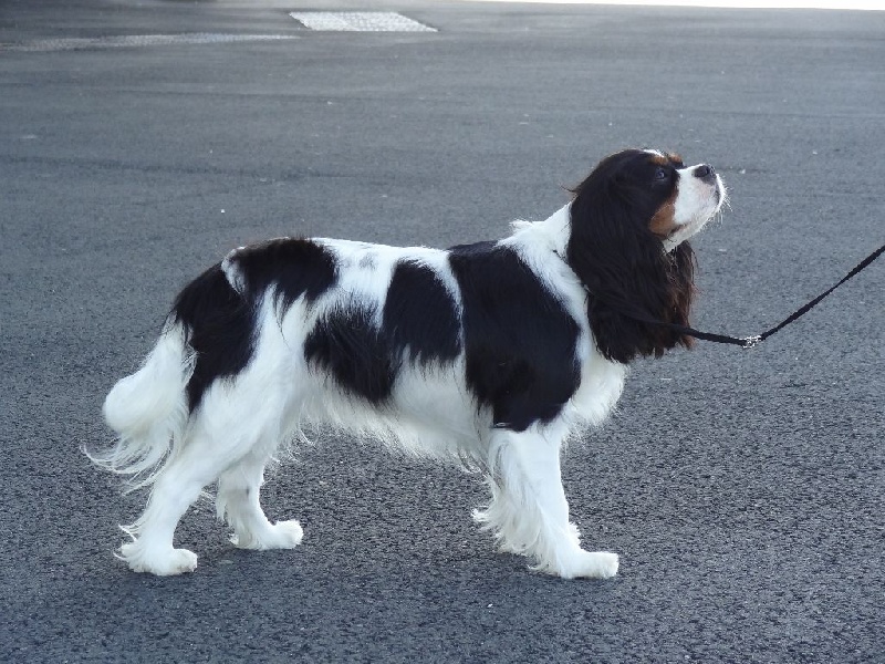 Izzy beauty Des Petits Artistes - Très bon en classe jeune