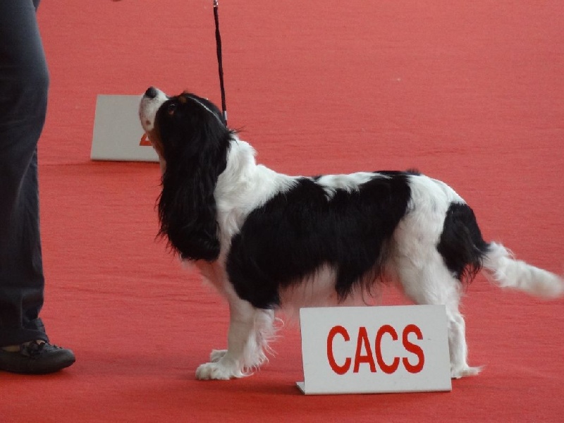 Ficelle (Sans Affixe) - 1ère excellente, CACS en classe ouverte