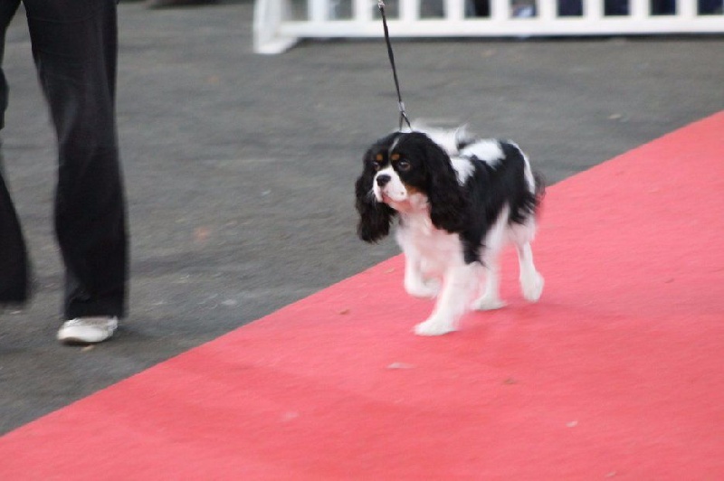Ficelle (Sans Affixe) - 1ère excellente en classe ouverte