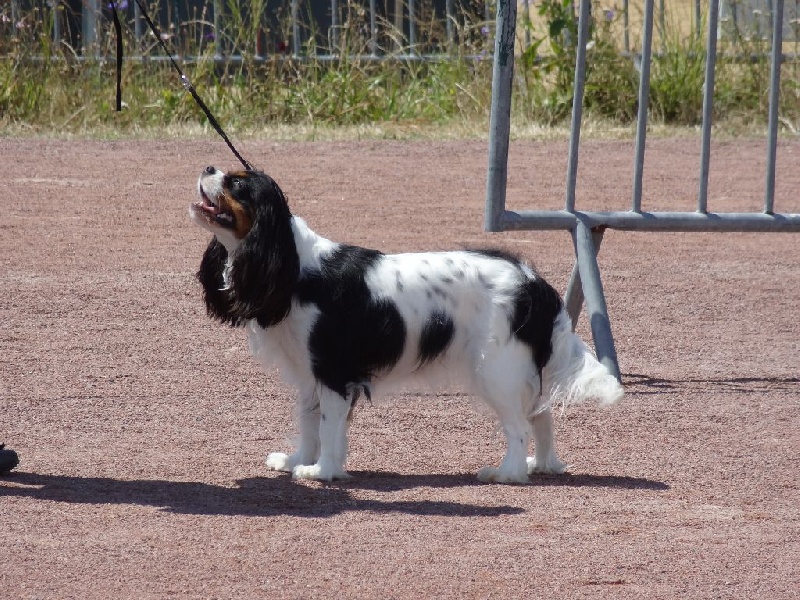 Izzy beauty Des Petits Artistes - 2ème excellente + confirmation