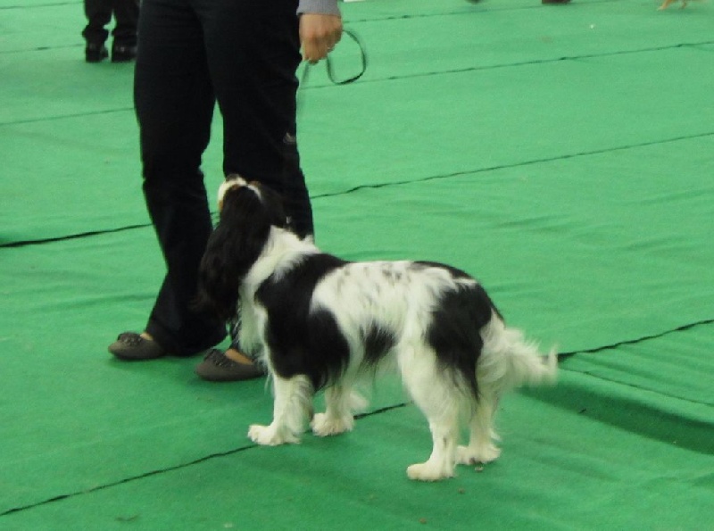 Izzy beauty Des Petits Artistes - 2ème excellente en classe Intermédiaire