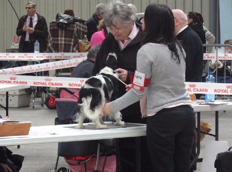 Izzy beauty Des Petits Artistes - 1ère excellente RACS en classe Intermédiaire