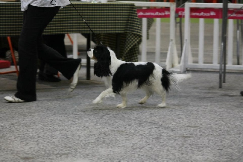 Ficelle (Sans Affixe) - Excellent non classé en classe ouverte