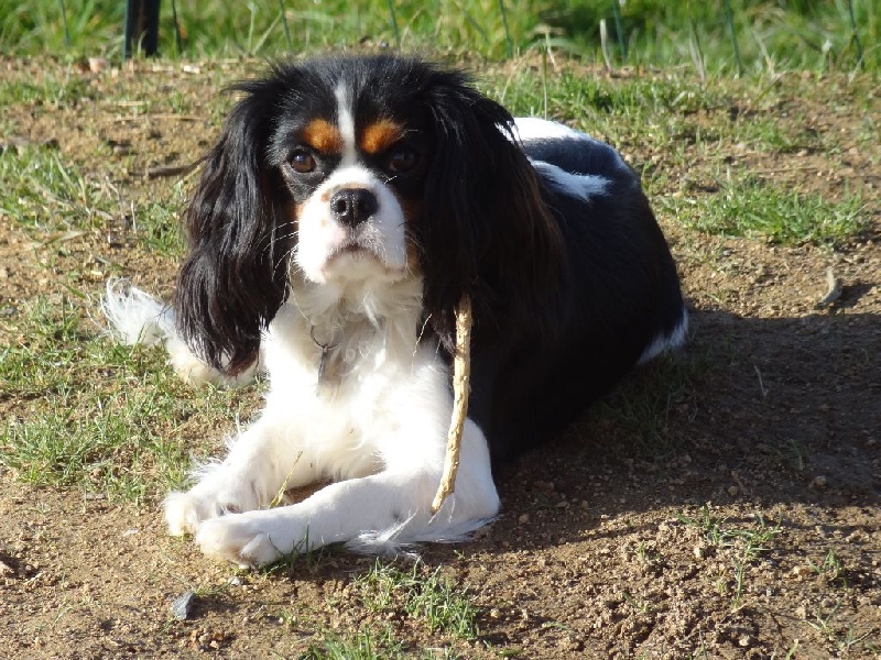 Joyce Des Petits Artistes - 2ème Très bon en classe jeune