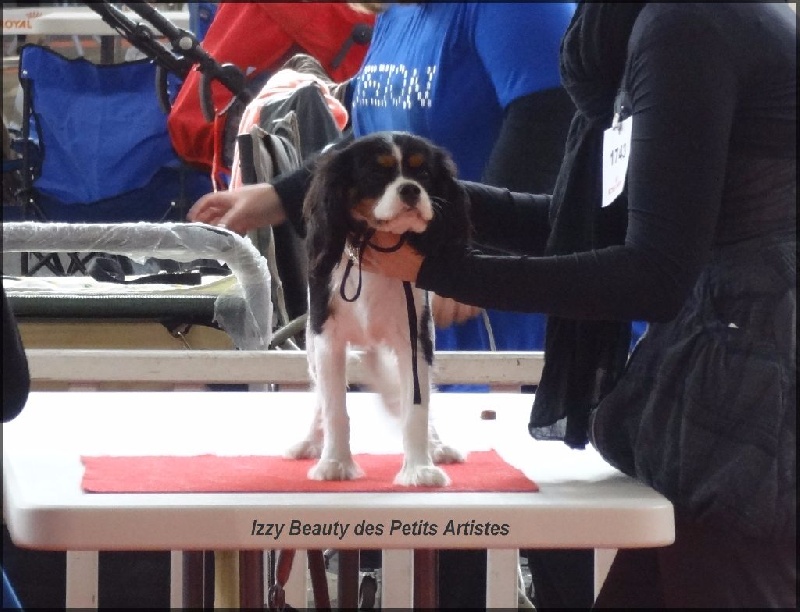 Izzy beauty Des Petits Artistes - Très Prometteur en classe Puppy
