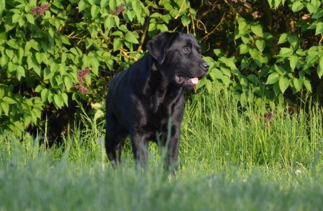 Publication : Du Marais De La Fritillaire