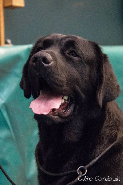 Publication : Du Marais De La Fritillaire