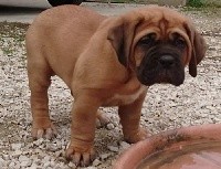 De Privadiis - Dogue de Bordeaux - Portée née le 13/11/2017
