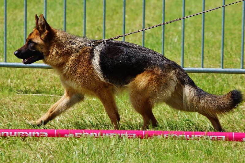 Luna Du grand gout - 1ére classe junior