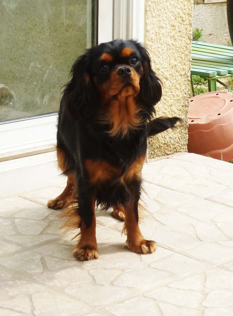 Publication : du règne des flammes