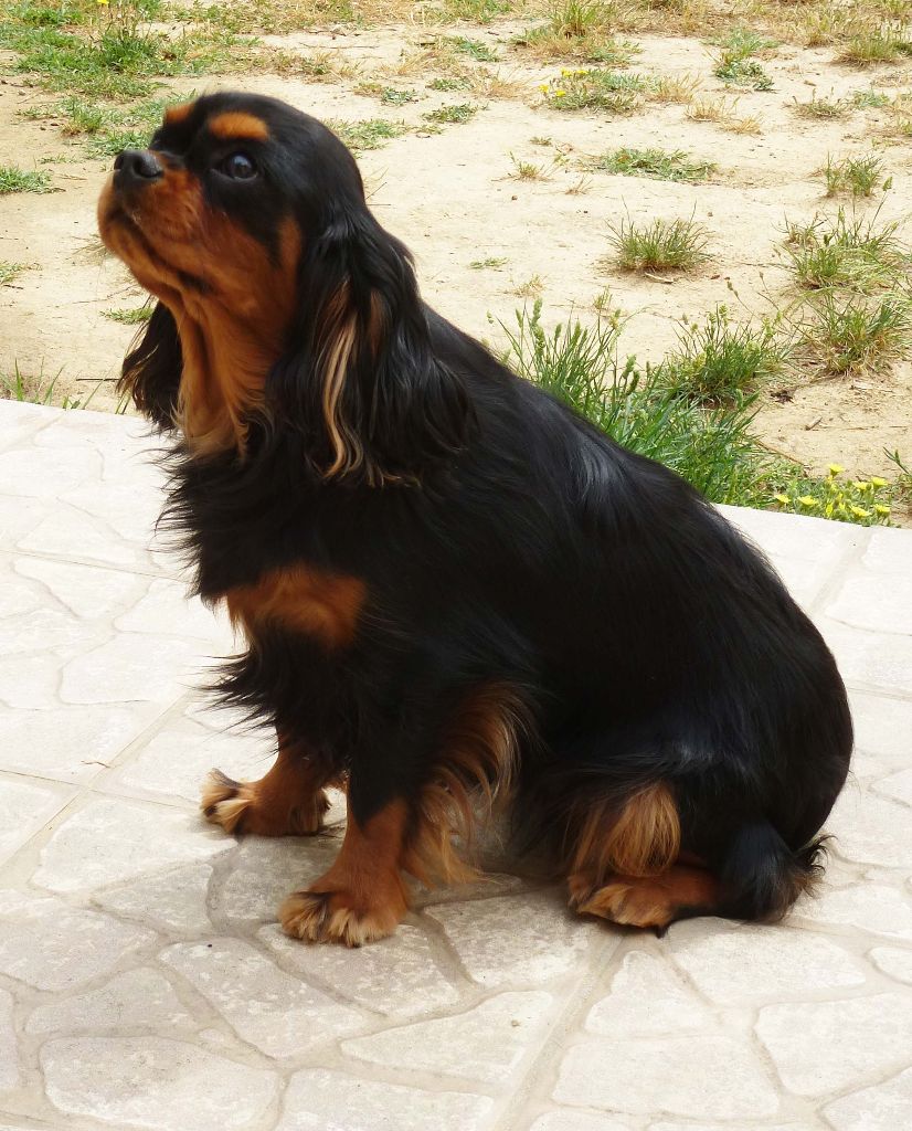 Publication : du règne des flammes