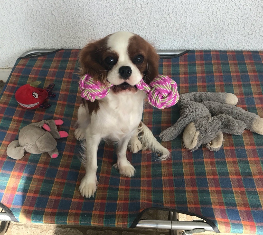 Publication : Du Rougaillou