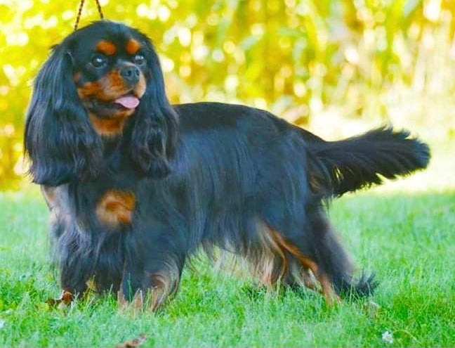 Publication : du règne des flammes