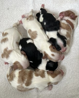 Les chiots de Cavalier King Charles Spaniel