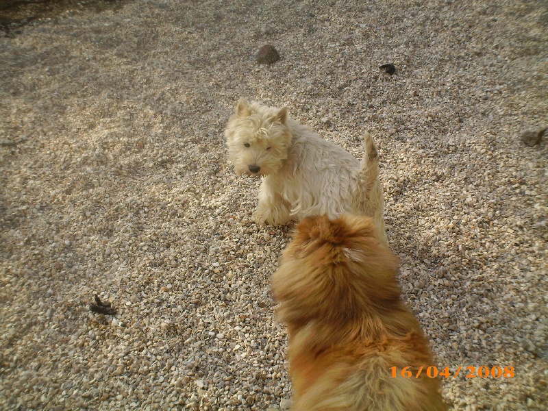 Publication : des O'Connelli Auteur : Mme Duboc Stella