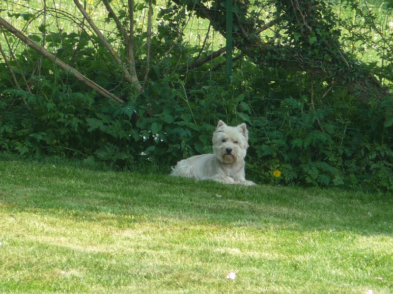 Publication : des O'Connelli Auteur : Mme Duboc Stella