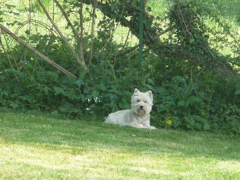 Publication : des O'Connelli Auteur : Mme Duboc Stella