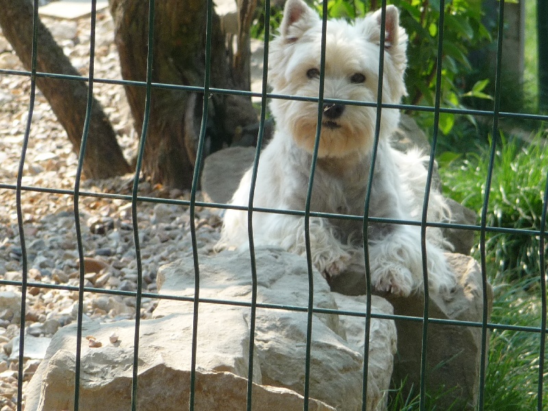 Publication : des O'Connelli Auteur : Mme Duboc Stella