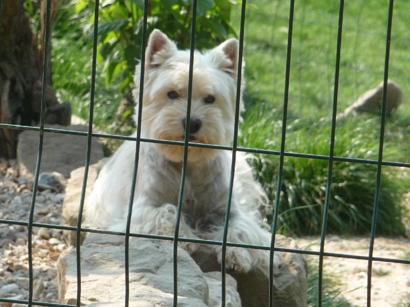 Publication : des O'Connelli Auteur : Mme Duboc Stella