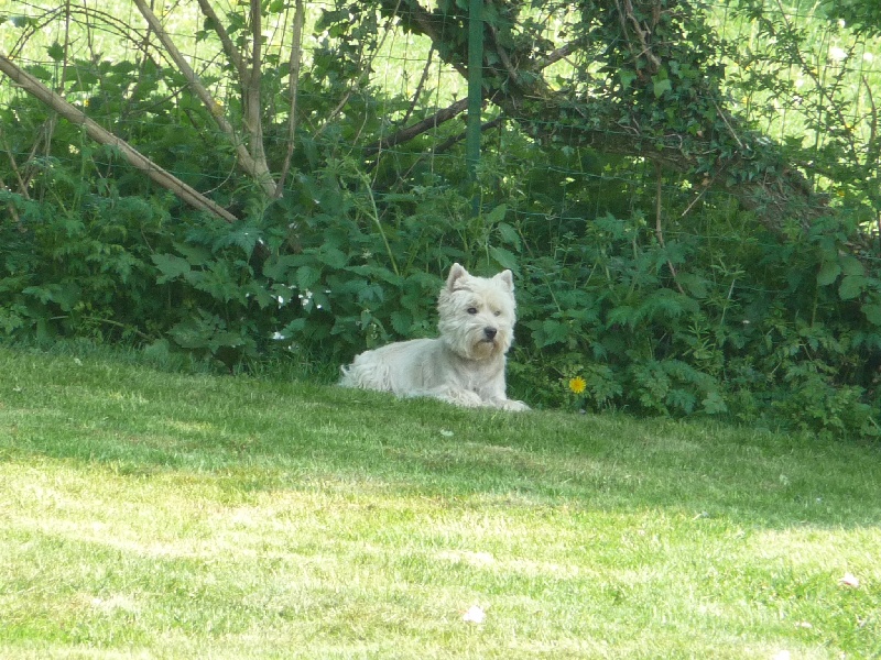 Publication : des O'Connelli Auteur : Mme Duboc Stella