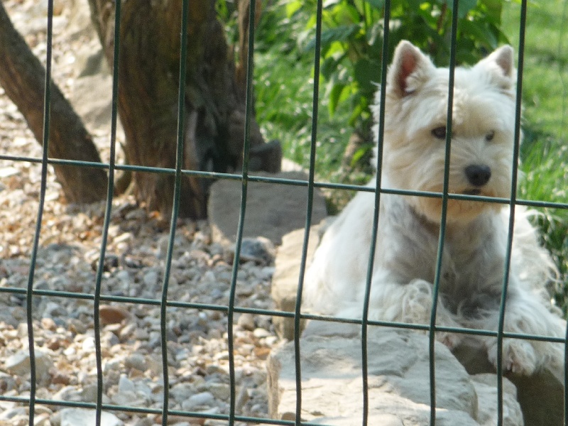 Publication : des O'Connelli Auteur : Mme Duboc Stella