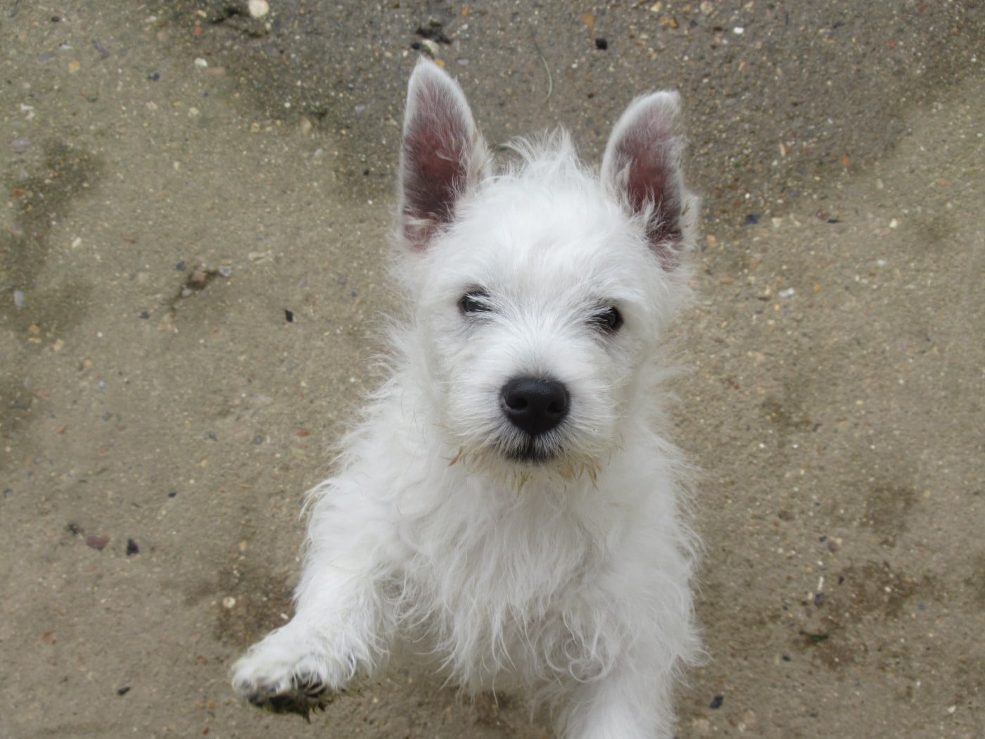Barnabé