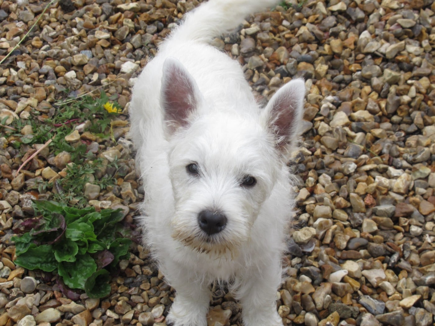 West Highland White Terrier - des O'Connelli