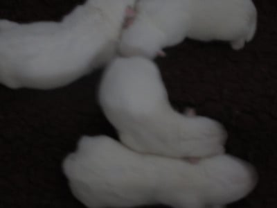 Les chiots de West Highland White Terrier