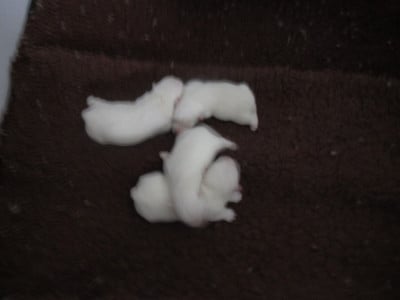 Les chiots de West Highland White Terrier