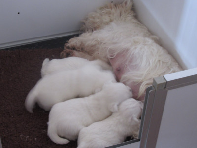 Les chiots de West Highland White Terrier