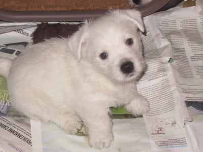 Les chiots de West Highland White Terrier