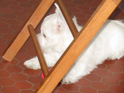 Les chiots de West Highland White Terrier