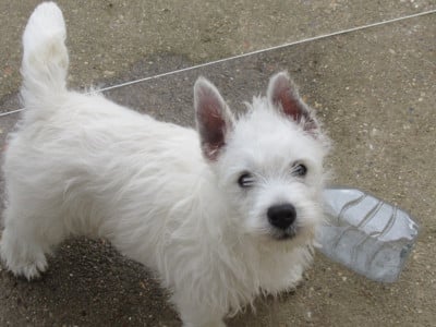 Les chiots de West Highland White Terrier