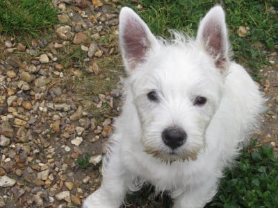 Les chiots de West Highland White Terrier