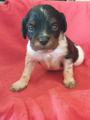 Les chiots de Epagneul Breton