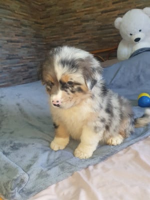 Les chiots de Berger Australien