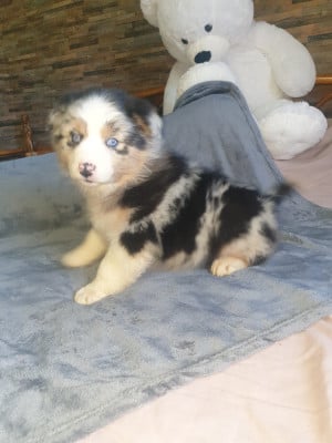 Les chiots de Berger Australien